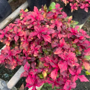 Cây ruby lá đỏ trồng công trình, cảnh quan sân vườn