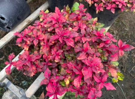 Cây ruby lá đỏ trồng công trình, cảnh quan sân vườn