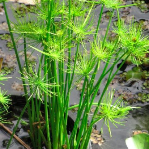 Cây thủy trúc Thái - Cyperus alternifolius