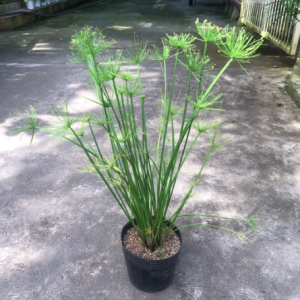 Cây thủy trúc Thái - Cyperus alternifolius