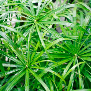 Cây thủy trúc Thái - Cyperus alternifolius