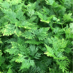 Chậu rêu Nam Mỹ