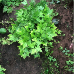 Chậu rêu Nam Mỹ