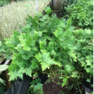 Chậu rêu Nam Mỹ