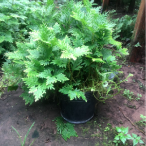 Chậu rêu Nam Mỹ