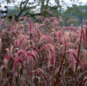 Chậu cây cỏ lau tím