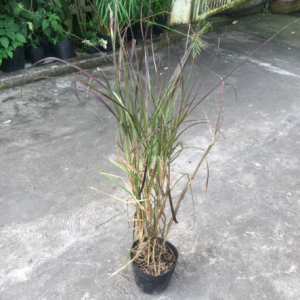 Chậu cây cỏ lau tím