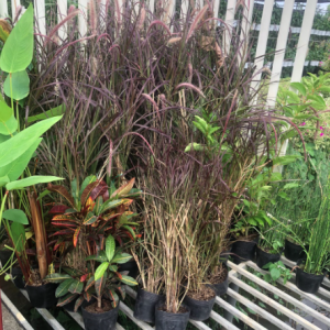 Chậu cây cỏ lau tím