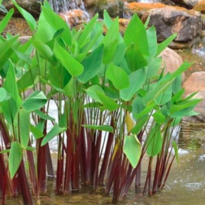 Cây hồng hạc/ chuối cần câu - Thalia geniculata