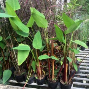 Cây hồng hạc/ chuối cần câu - Thalia geniculata