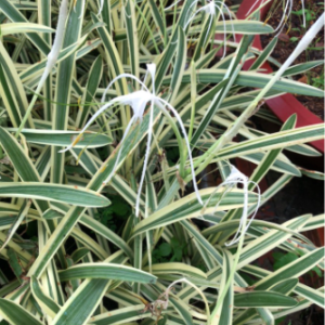 Cây bạch trinh vàng