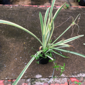 Cây bạch trinh vàng