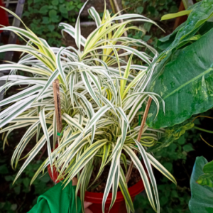 Cây phát tài sọc