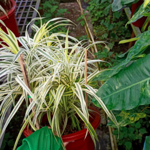 Cây phát tài sọc