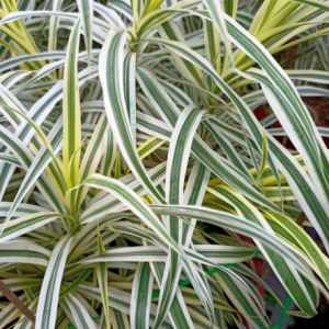 Cây phát tài sọc