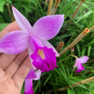 Cây trúc lan hoa tím cánh lớn - Arundina graminifolia