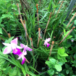 Cây trúc lan hoa tím cánh lớn - Arundina graminifolia