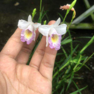 Trúc lan hoa trắng cánh nhỏ giống mới - Arundina graminifolia