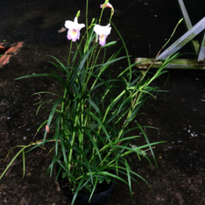 Trúc lan hoa trắng cánh nhỏ giống mới - Arundina graminifolia