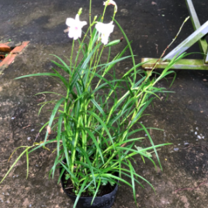 Trúc lan hoa trắng cánh nhỏ giống mới - Arundina graminifolia