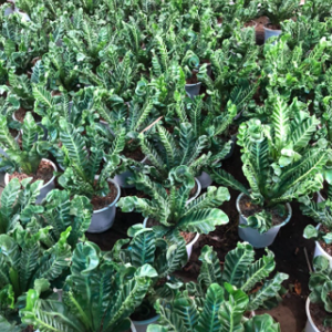 Chậu dương xỉ phúc lộc