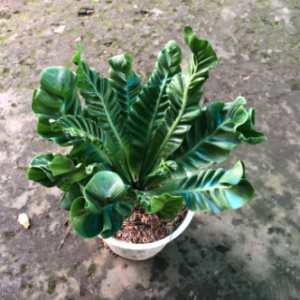 Chậu dương xỉ phúc lộc