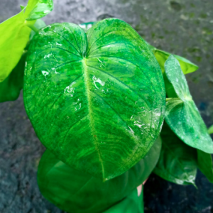 Cây trầu bà lá tim