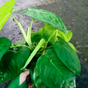 Cây trầu bà lá tim