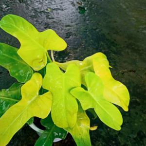 Chậu cây Violin vàng - Philodendron Violin Golden