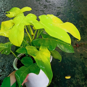 Chậu cây Violin vàng - Philodendron Violin Golden