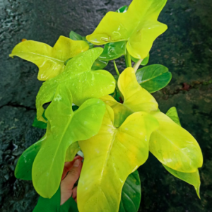 Chậu cây Violin vàng - Philodendron Violin Golden