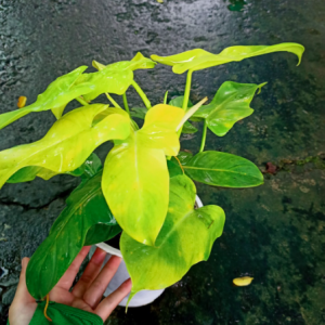 Chậu cây Violin vàng - Philodendron Violin Golden