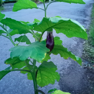 Chậu cà tím đang hoa hoặc trái