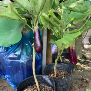 Chậu cà tím đang hoa hoặc trái