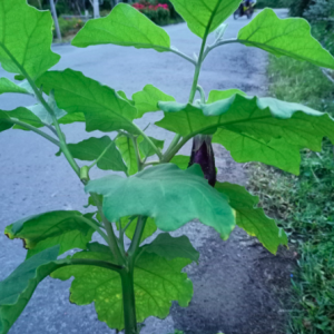 Chậu cà tím đang hoa hoặc trái