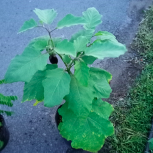 Chậu cà tím đang hoa hoặc trái