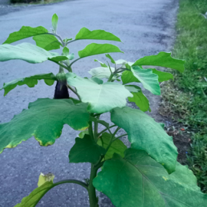 Chậu cà tím đang hoa hoặc trái