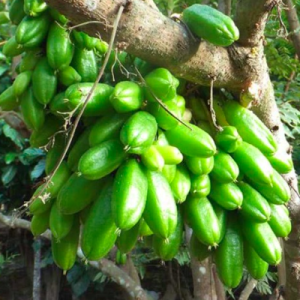 Cây khế Tàu (khế Tây) trồng chậu C10