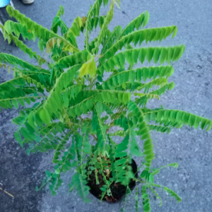 Cây khế Tàu (khế Tây) trồng chậu C10