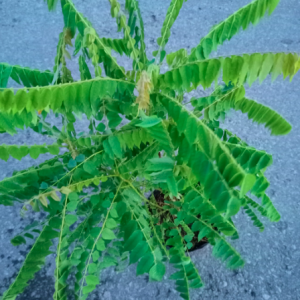 Cây khế Tàu (khế Tây) trồng chậu C10