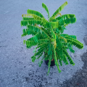 Cây khế Tàu (khế Tây) trồng chậu C10