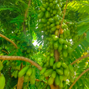 Cây khế Tàu (khế Tây) trồng chậu C10