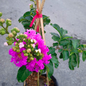 Cây bằng lăng thái trồng chậu C10