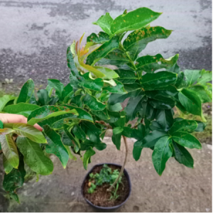 Cây bằng lăng thái trồng chậu C10