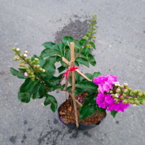 Cây bằng lăng thái trồng chậu C10