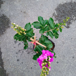 Cây bằng lăng thái trồng chậu C10