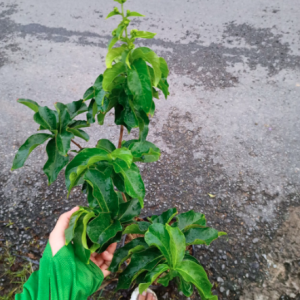 Cây bằng lăng thái trồng chậu C10