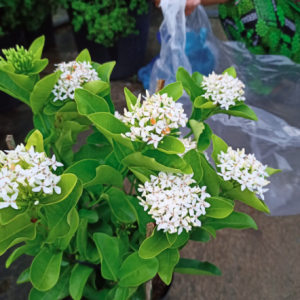 Cây trang trắng, hoa rất thơm