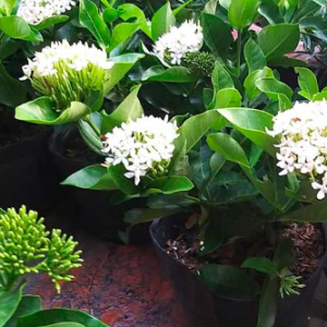 Cây trang trắng, hoa rất thơm