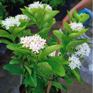 Cây trang trắng, hoa rất thơm